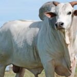 Feedlot Summit Brazil 2026 propõe estratégias para uma pecuária mais eficiente, segura e lucrativa