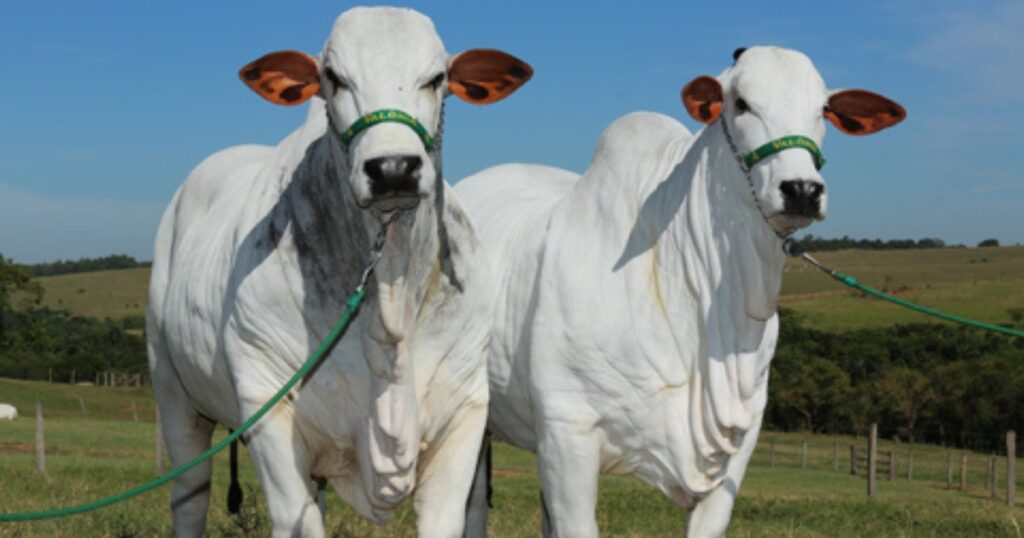 pecuária bovina Brasil