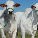 Fazendas em MS investem em genética e confinamento para elevar valor do gado