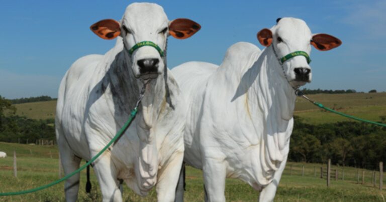 Fazendas em MS investem em genética e confinamento para elevar valor do gado