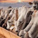 Disponibilidade e área de cocho para uma pecuária mais eficiente