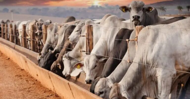 Disponibilidade e área de cocho para uma pecuária mais eficiente