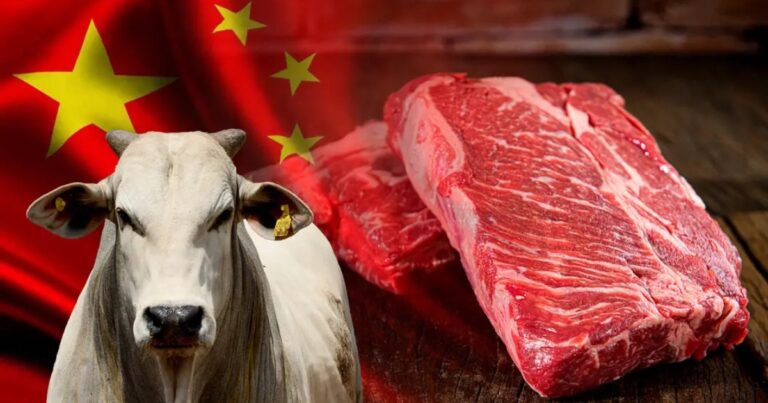 China confirma focos de febre aftosa em bovinos e acende alerta no mercado