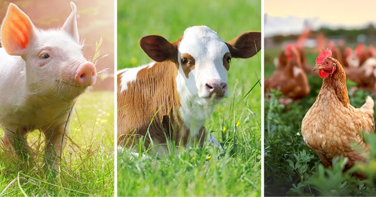 bem-estar animal proteína