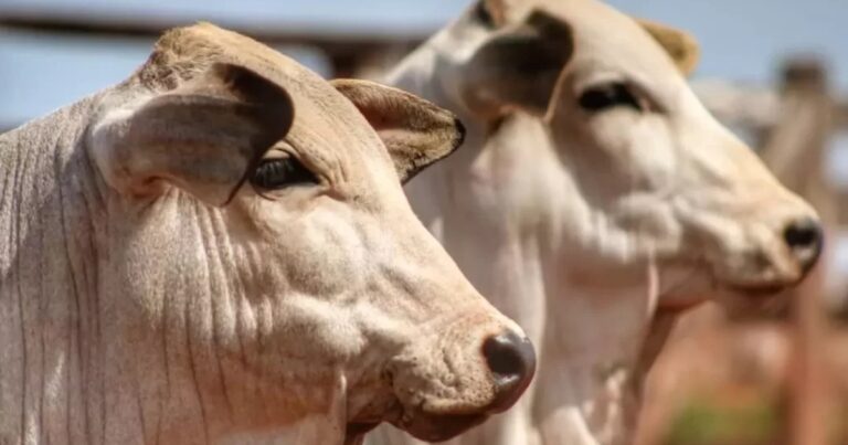 Pecuária de corte: gestão de custos e arroba a pasto ganham força diante da volatilidade do mercado