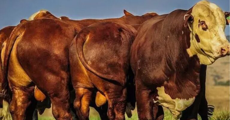Nacional Hereford e Braford ocorre em cenário de alta na pecuária do Sul