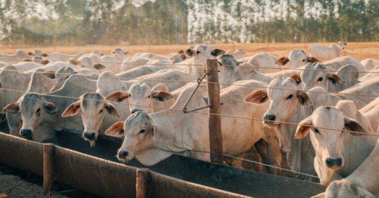 Pecuária mantém cenário positivo, mas guerra e câmbio pressionam margens, aponta ASBRAM