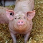 Agropecuária de Santa Catarina cresce 15% e atinge R$ 74,9 bilhões em 2025