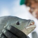 Piscicultura integrada à agricultura: inovação que transforma lavouras, criações e rios