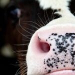 Pneumonia bovina impacta desempenho e exige foco em prevenção no confinamento