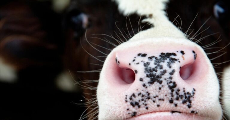 Pneumonia bovina impacta desempenho e exige foco em prevenção no confinamento