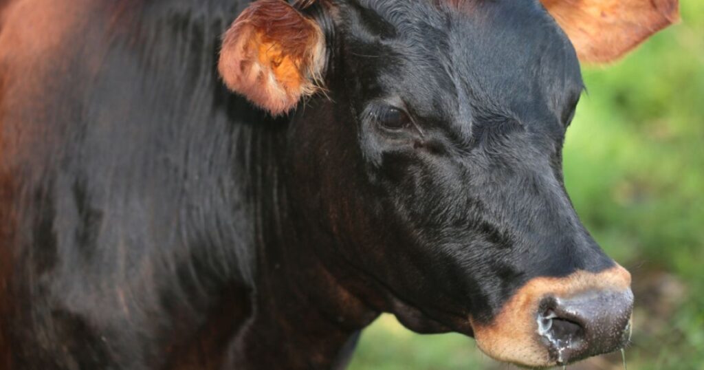 pneumonia bovina