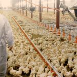 Problemas respiratórios impactam desempenho e elevam perdas na avicultura