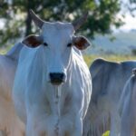 Produção pecuária da União Europeia deve cair em 2026