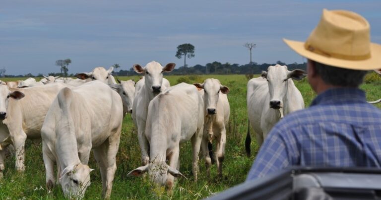 São Paulo cria fundo sanitário para proteger pecuaristas e reforçar exportações de carne