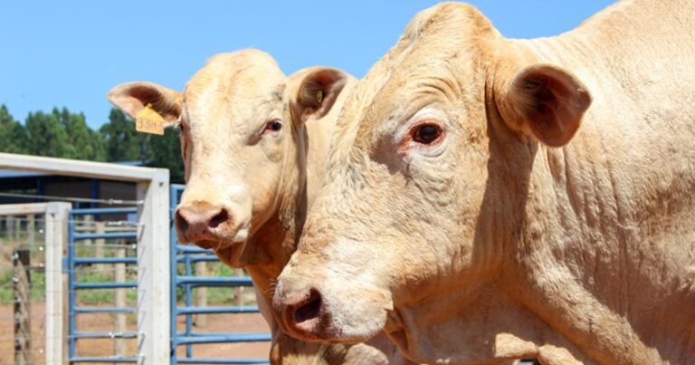 Raça Canchim ganha selo para produção de carne premium em sistemas leiteiros