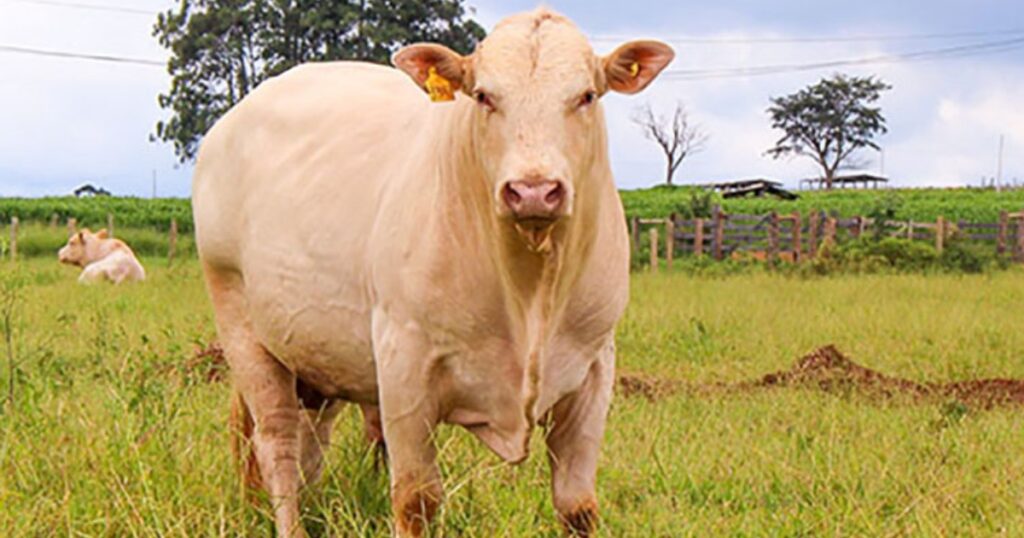 Canchim on Dairy