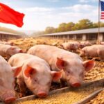 China acelera redução do uso de soja com avanço da ração fermentada na suinocultura