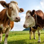 Seguro rural com critérios ESG pode redesenhar a cadeia de proteína animal no Brasil