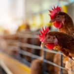 Simpósio da FACTA destaca inovação e desafios na produção de ovos no Brasil