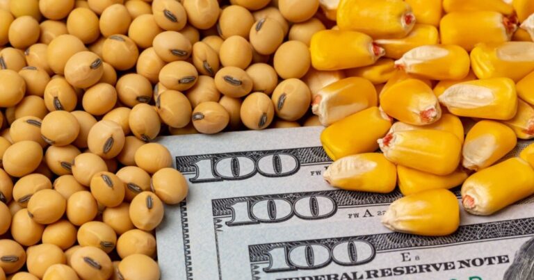 Soja e milho recuam com dólar mais fraco e avanço da oferta no Brasil