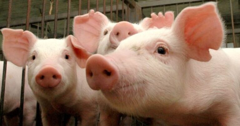 Bolsa de Suínos define preço do suíno vivo em R$ 6,51/kg em abril