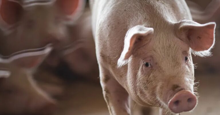 Preços de suínos vivos e carne atingem mínimas históricas com demanda interna fraca