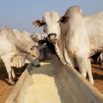 Suplementação mineral ganha peso estratégico na pecuária durante transição para período seco