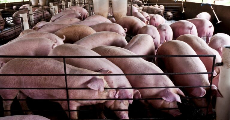 Ucrânia estima investimento de €240 milhões para adequar suinocultura às normas da União Europeia