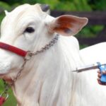 Escassez de vacinas contra clostridioses acende alerta na pecuária brasileira