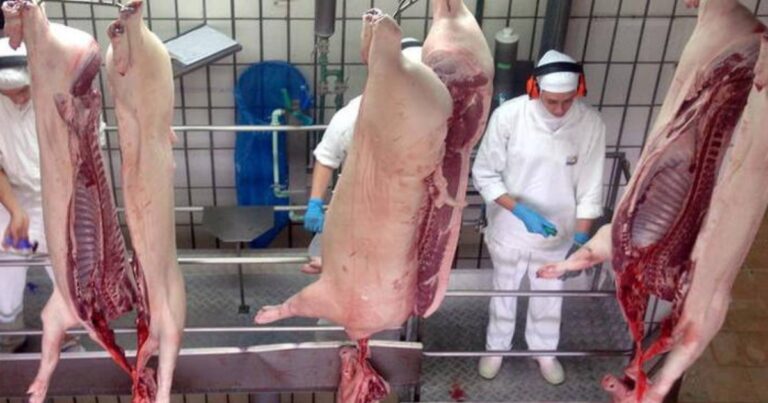 Grande Oeste de SC concentra 70% do abate de suínos e lidera produção estadual