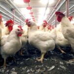 Guerra eleva custos e pressiona preços na avicultura do Paraná