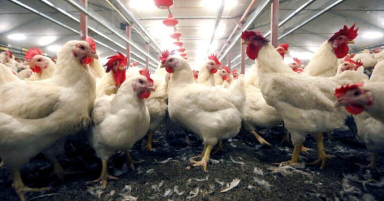 Guerra eleva custos e pressiona preços na avicultura do Paraná