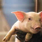 A biosseguridade na suinocultura catarinense