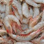 Panorama da carcinicultura paraibana no ano de 2025