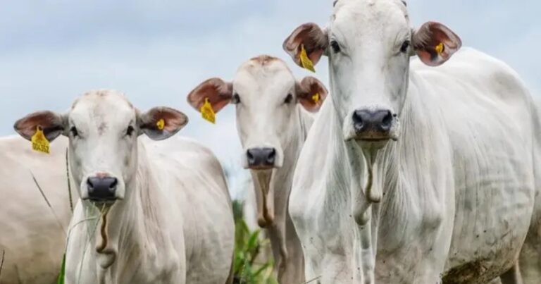 Rastreabilidade redefine acesso da carne bovina brasileira a mercados premium