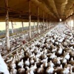 Avanço da doença de Newcastle na Europa eleva alerta sanitário na avicultura