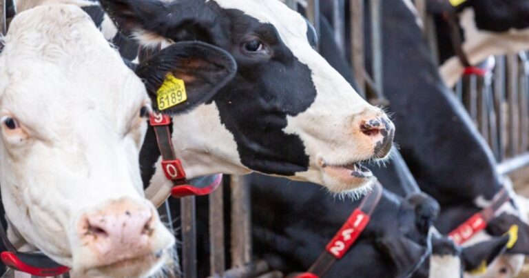Fazendas do Paraná colocam Brasil no topo da eficiência leiteira global
