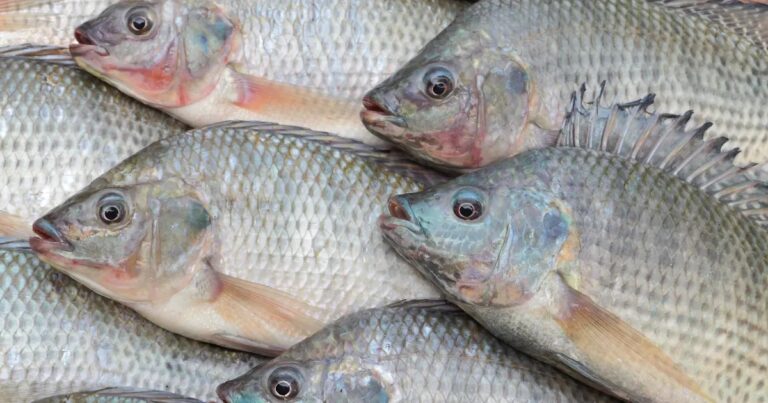 CNA e Ministério da Pesca debatem regulação de espécies invasoras na aquicultura