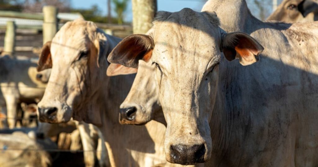 genética bovina exportação