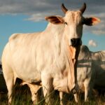 Brasil amplia presença na África com exportação de genética bovina para o Togo