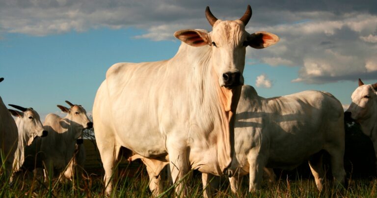 Brasil amplia presença na África com exportação de genética bovina para o Togo