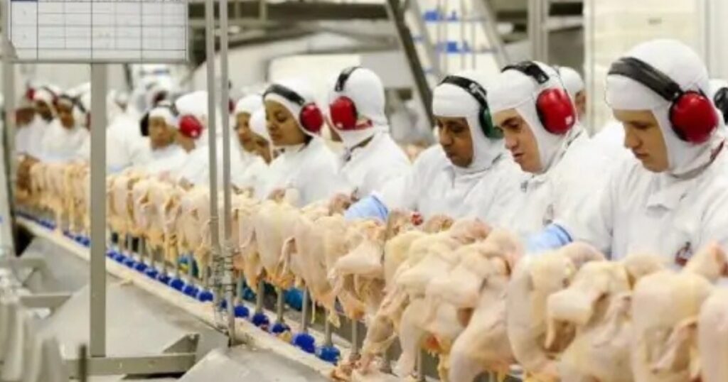 exportações de frango do Brasil
