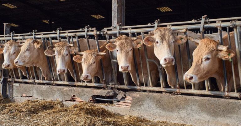 Grécia registra novos focos de febre aftosa e amplia alerta sanitário na Europa