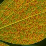 CNA reforça calendário de semeadura e vazio sanitário para conter ferrugem da soja