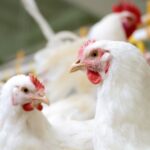 Avicultura e suinocultura no Reino Unido estão em análise devido a concentração de amônia