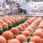 Reino Unido amplia importação de ovos e levanta alerta sobre qualidade e segurança