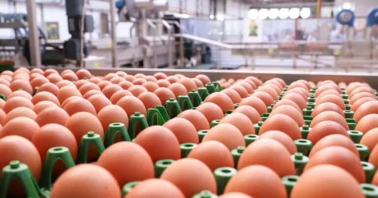 Reino Unido amplia importação de ovos e levanta alerta sobre qualidade e segurança