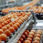 Mantiqueira Brasil é a primeira empresa do país habilitada a exportar ovos para a Coreia do Sul