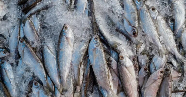 CNA solicita suspensão de importações de pescado do Vietnã por risco sanitário